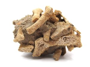 Arizona-Devonian-Thamnopora-Coral | Fossils for Sale Arizona-Devonian-Thamnopora-Coral