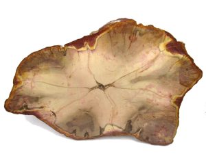 Australia-Jurassic-Pentoxylon-Petrified-Wood | Fossils for Sale Buy Fossil Plants from Prehistoricfossils.com