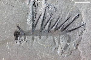 Buy Fossil Worm Fossils