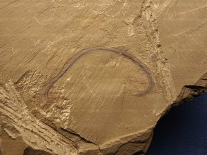 Buy Fossil Worm Fossils