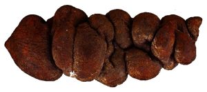 Coprolite | Fossils for Sale Coprolite