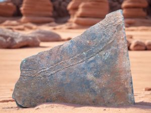 Buy Fossil Trilobite Fossils