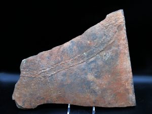 Buy Fossil Trace Fossils