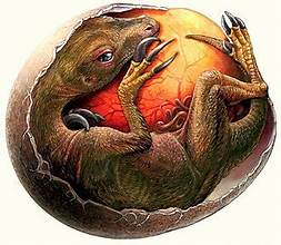 Dino Embryo | Fossils for Sale