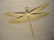 Dragonfly 2 | Fossils for Sale Dragonfly 2