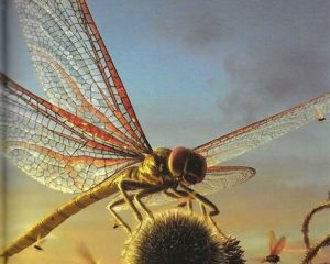 Dragonfly | Fossils for Sale Dragonfly