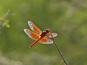 Dragonfly on Branch | Fossils for Sale Dragonfly on Branch