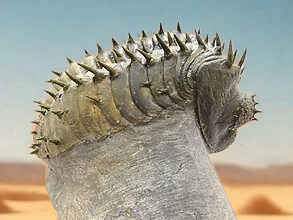 Buy Fossil Trilobite Fossils