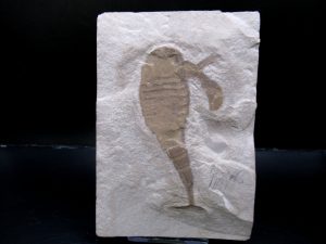 Eurypterid | Fossils for Sale Eurypterid