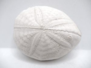 Florida-Eocene-Eupatagus-antillarium-Echinoid | Fossils for Sale