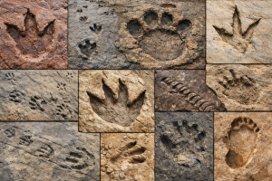 Buy Fossil Trace Fossils