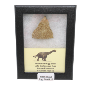 Titanosaur Dinosaur Egg Shell Fossil for Sale from France #10