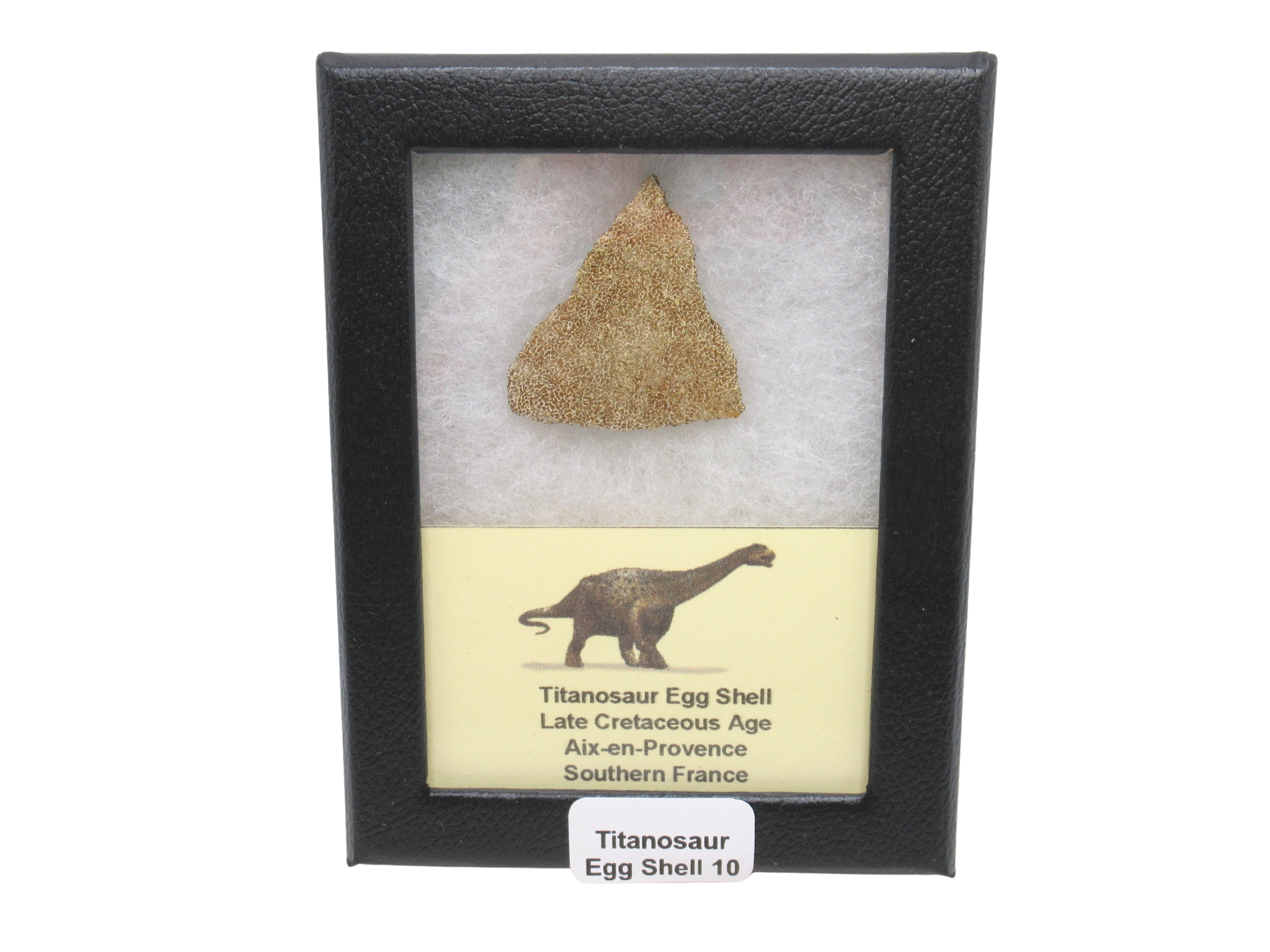 France Cretaceous Titanosaur Dinosaur Egg Shell 10 Riker | Fossils for Sale