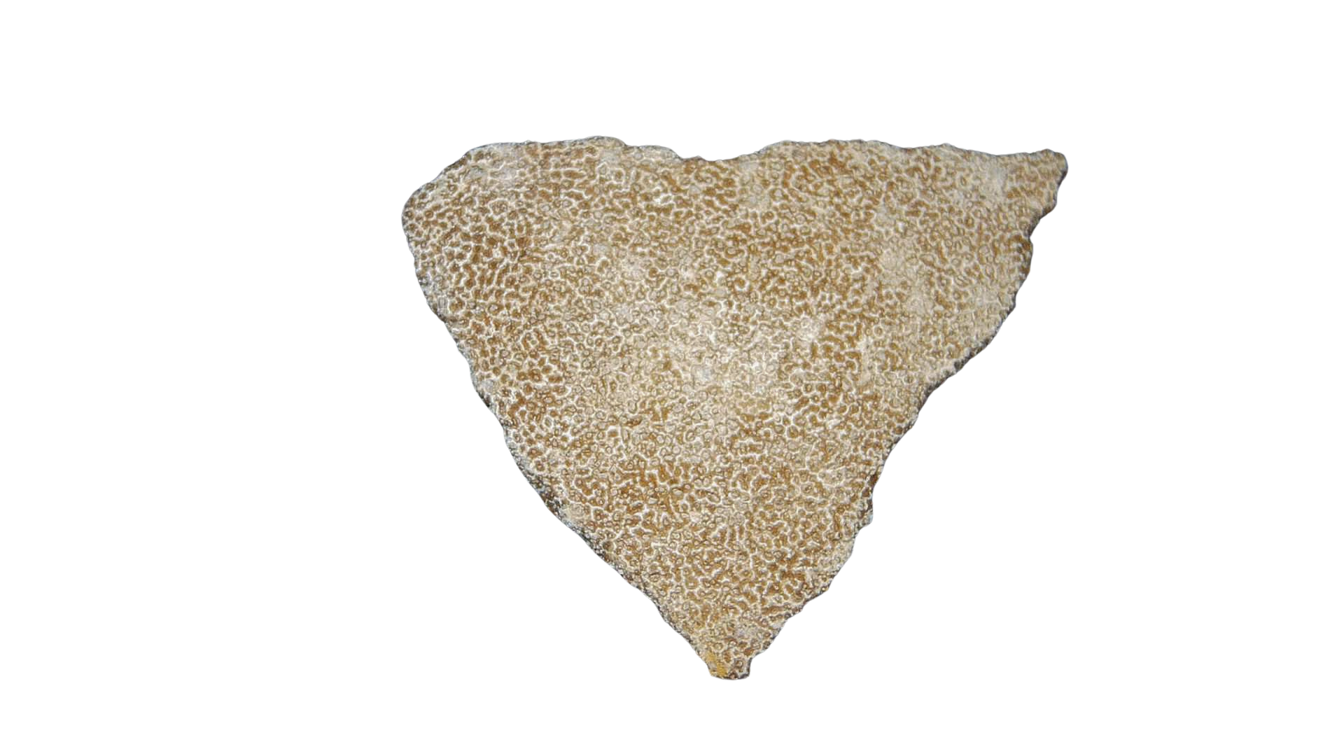 France Cretaceous Titanosaur Dinosaur Egg Shell 10 | Fossils for Sale