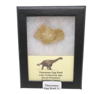 Titanosaur Dinosaur Egg Shell Fossil for Sale from France #11