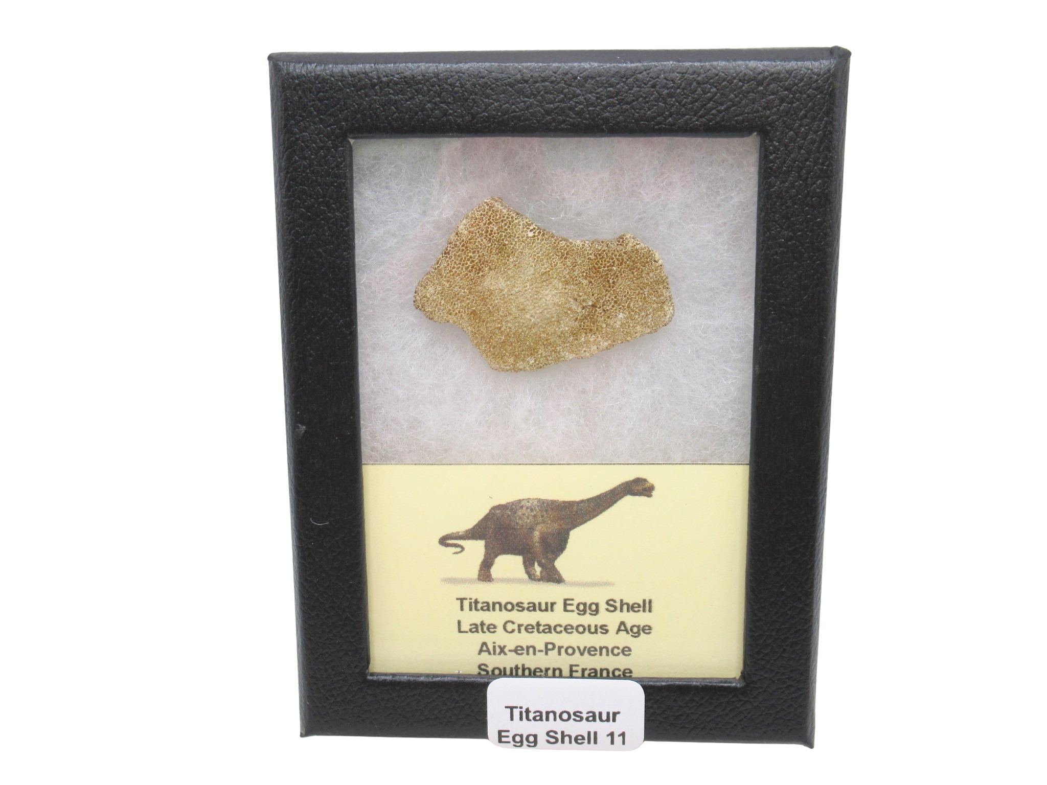 France Cretaceous Titanosaur Dinosaur Egg Shell 11 Riker | Fossils for Sale