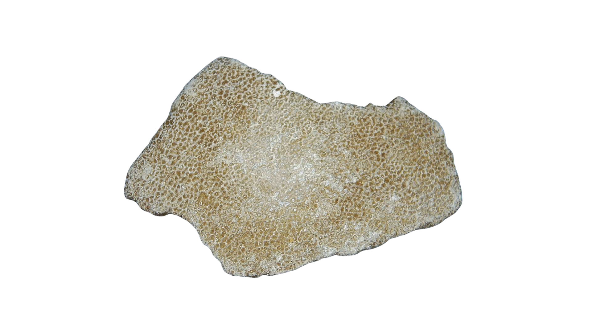 France Cretaceous Titanosaur Dinosaur Egg Shell 11 | Fossils for Sale