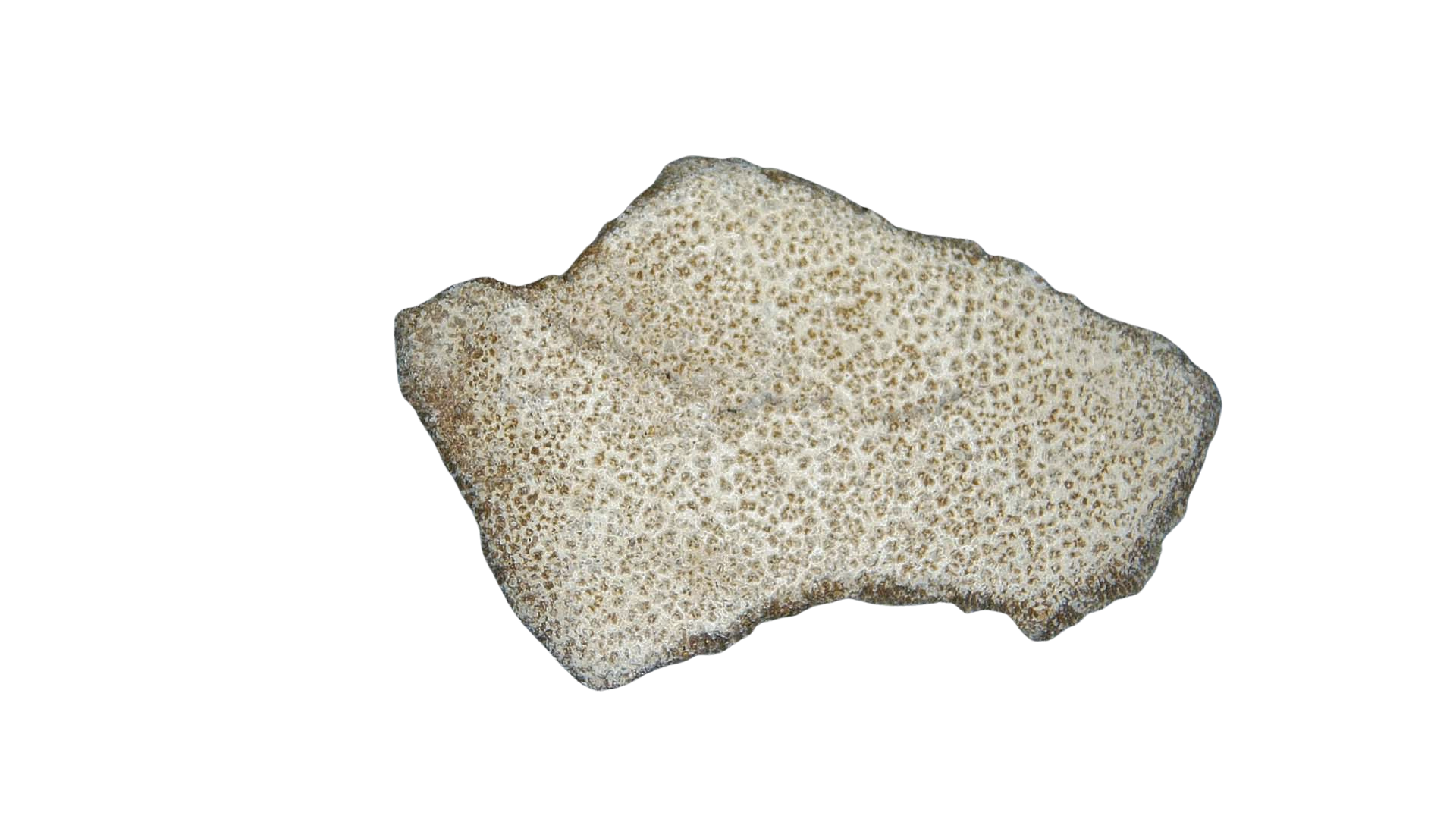 France Cretaceous Titanosaur Dinosaur Egg Shell 11a | Fossils for Sale