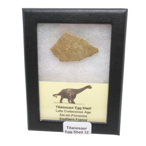 Titanosaur Dinosaur Egg Shell Fossil for Sale from France #12