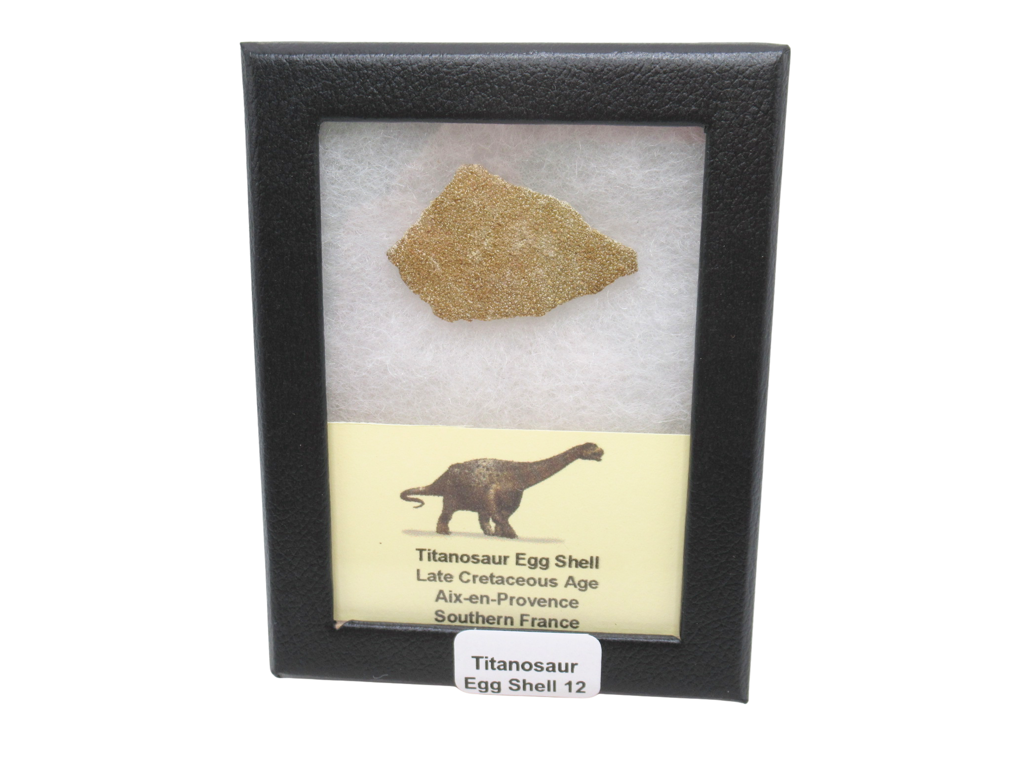 France Cretaceous Titanosaur Dinosaur Egg Shell 12 Riker | Fossils for Sale