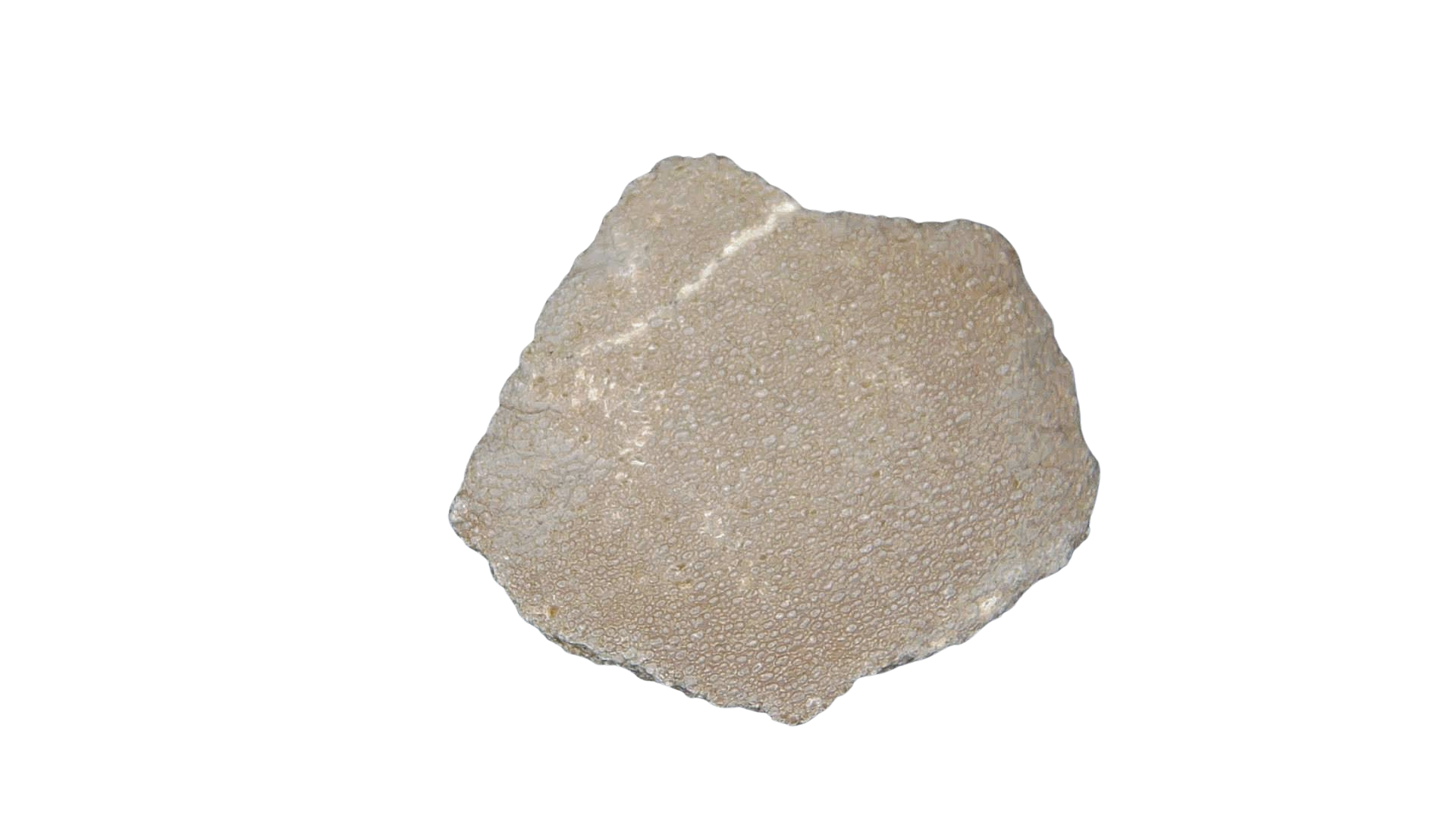 France Cretaceous Titanosaur Dinosaur Egg Shell 2 | Fossils for Sale