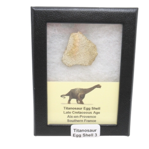 Titanosaur Dinosaur Egg Shell Fossil for Sale from France #3