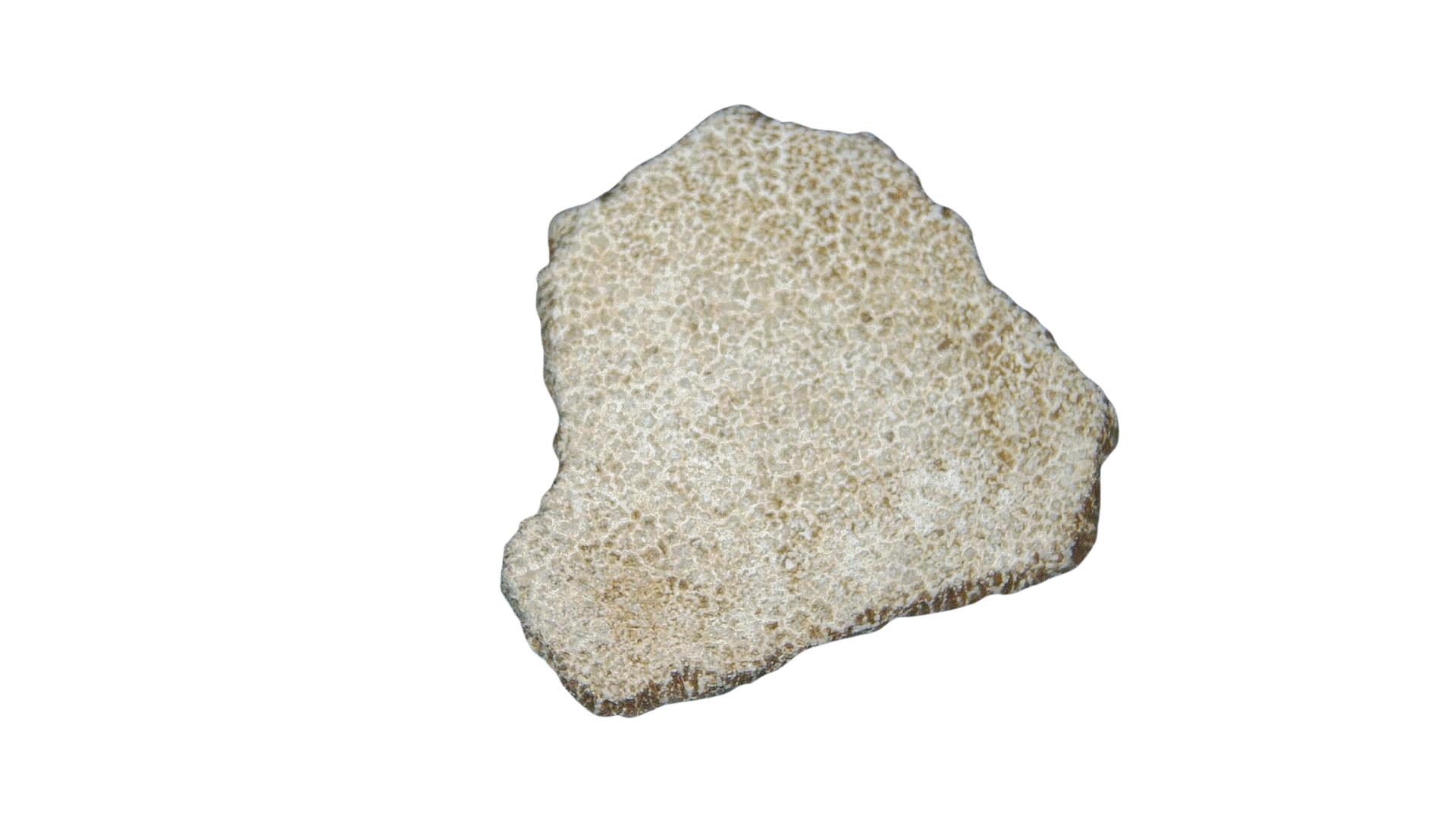 France Cretaceous Titanosaur Dinosaur Egg Shell 3a | Fossils for Sale