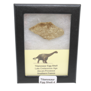 Titanosaur Dinosaur Egg Shell Fossil for Sale from France #4
