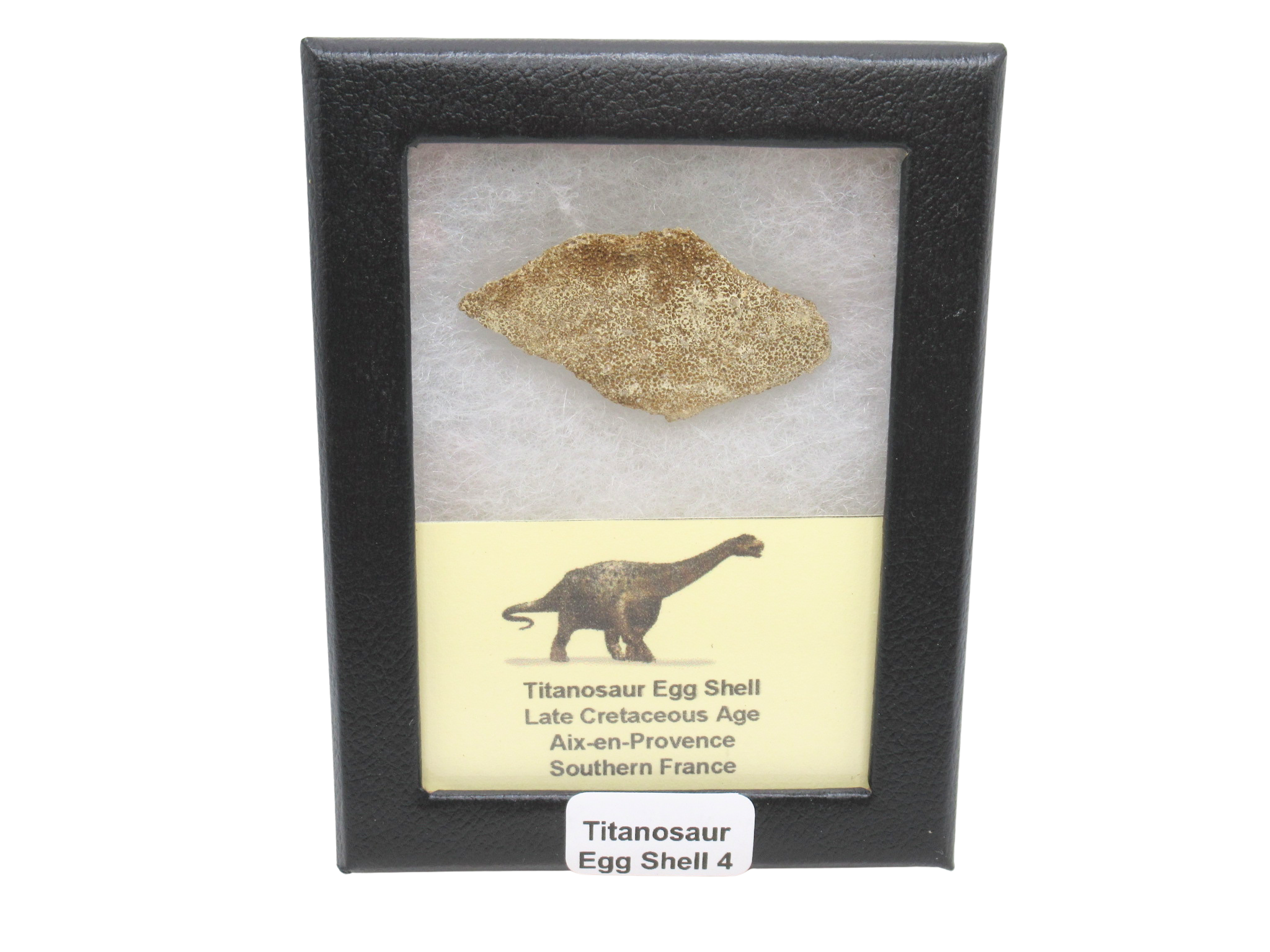 France Cretaceous Titanosaur Dinosaur Egg Shell 4 Riker | Fossils for Sale