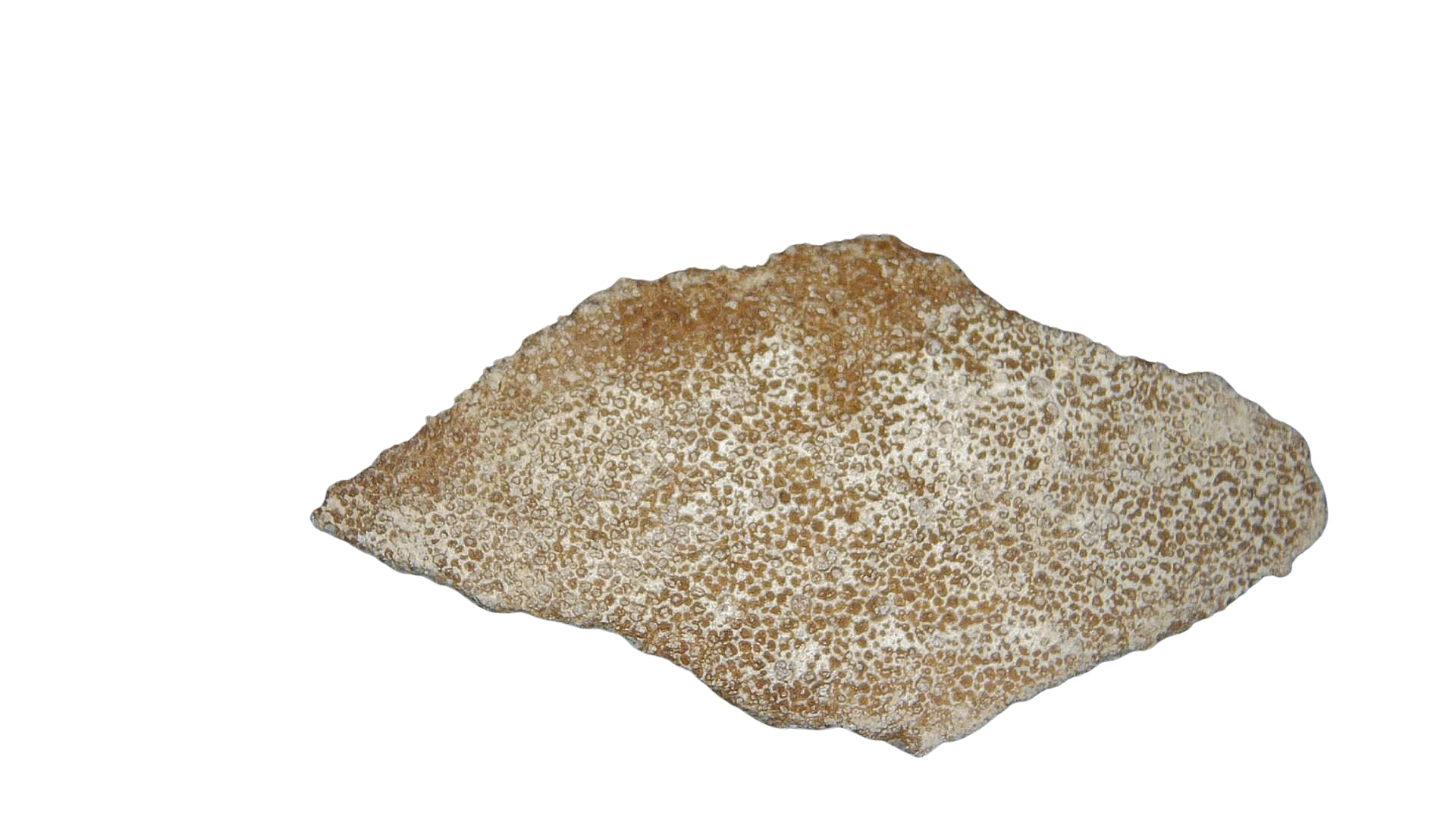 France Cretaceous Titanosaur Dinosaur Egg Shell 4 | Fossils for Sale