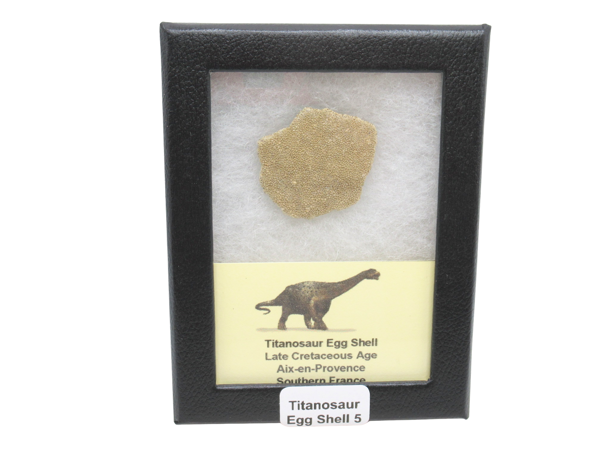 France Cretaceous Titanosaur Dinosaur Egg Shell 5 Riker | Fossils for Sale