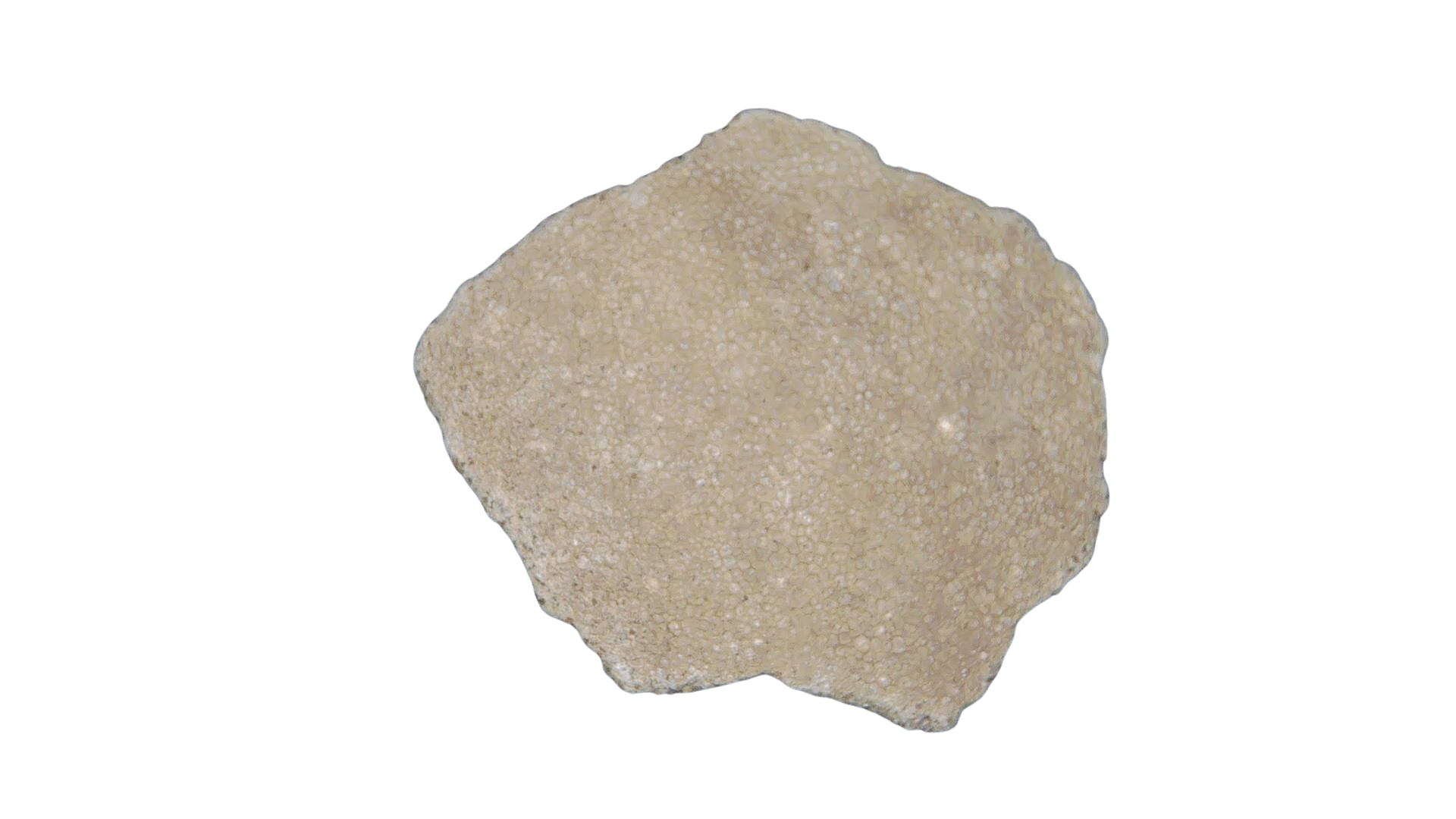 France Cretaceous Titanosaur Dinosaur Egg Shell 5 | Fossils for Sale