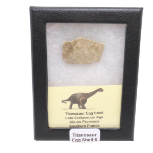 Titanosaur Dinosaur Egg Shell Fossil for Sale from France #1