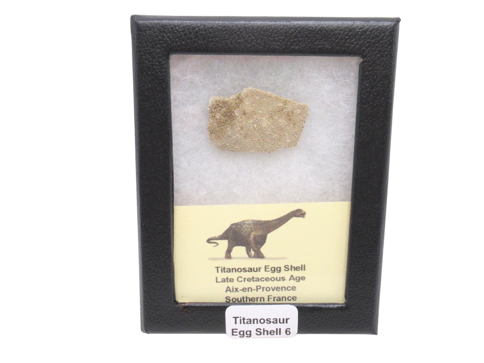 France Cretaceous Titanosaur Dinosaur Egg Shell 6 Riker | Fossils for Sale