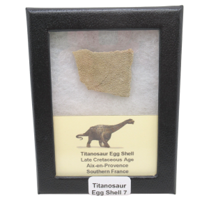 Titanosaur Dinosaur Egg Shell Fossil for Sale from France #7