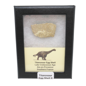 Titanosaur Dinosaur Egg Shell Fossil for Sale from France #8