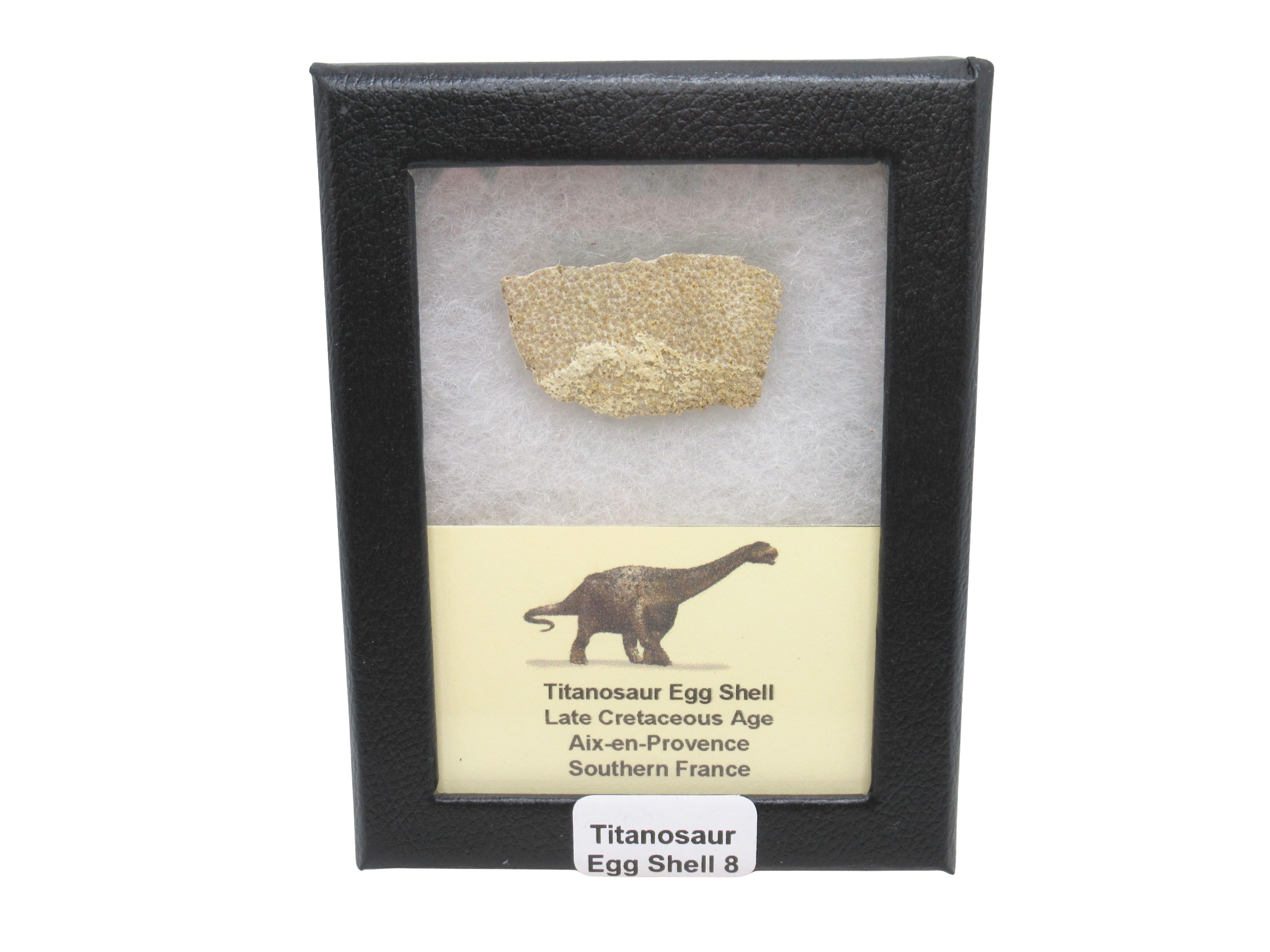 France Cretaceous Titanosaur Dinosaur Egg Shell 8 Riker | Fossils for Sale