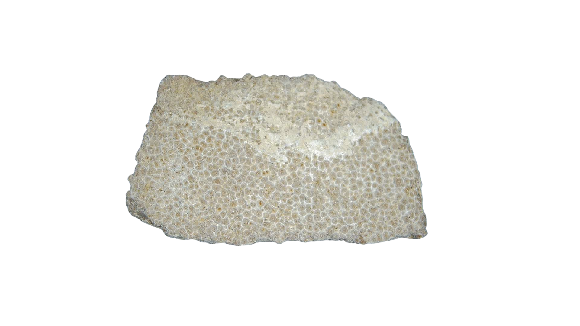 France Cretaceous Titanosaur Dinosaur Egg Shell 8 | Fossils for Sale