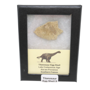 Titanosaur Dinosaur Egg Shell Fossil for Sale from France #9