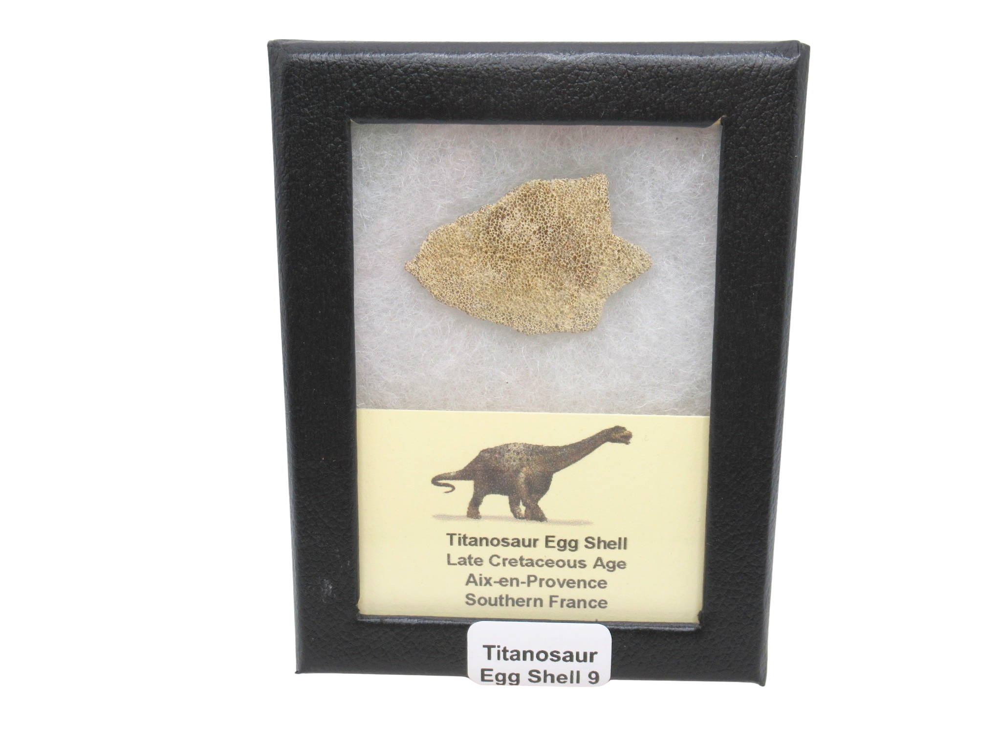 France Cretaceous Titanosaur Dinosaur Egg Shell 9 Riker | Fossils for Sale