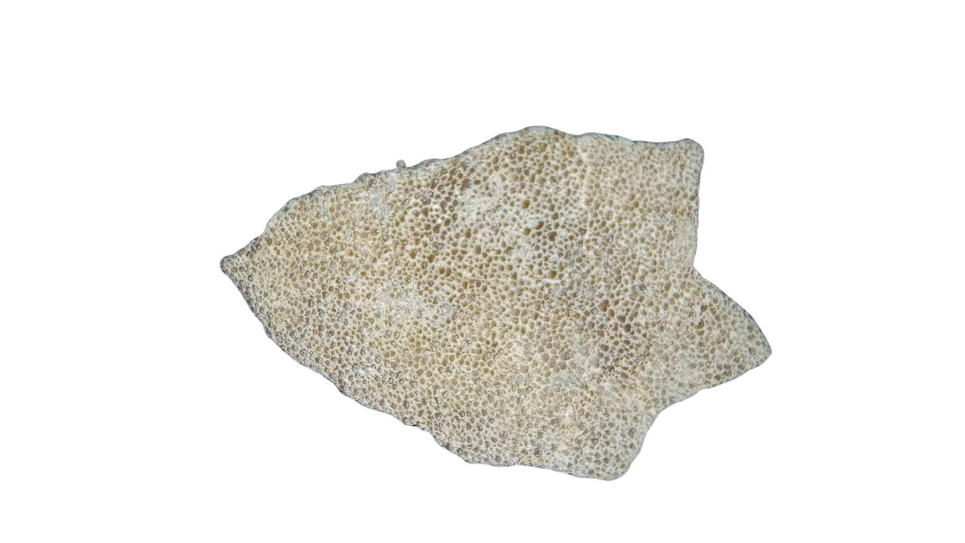 France Cretaceous Titanosaur Dinosaur Egg Shell 9 | Fossils for Sale