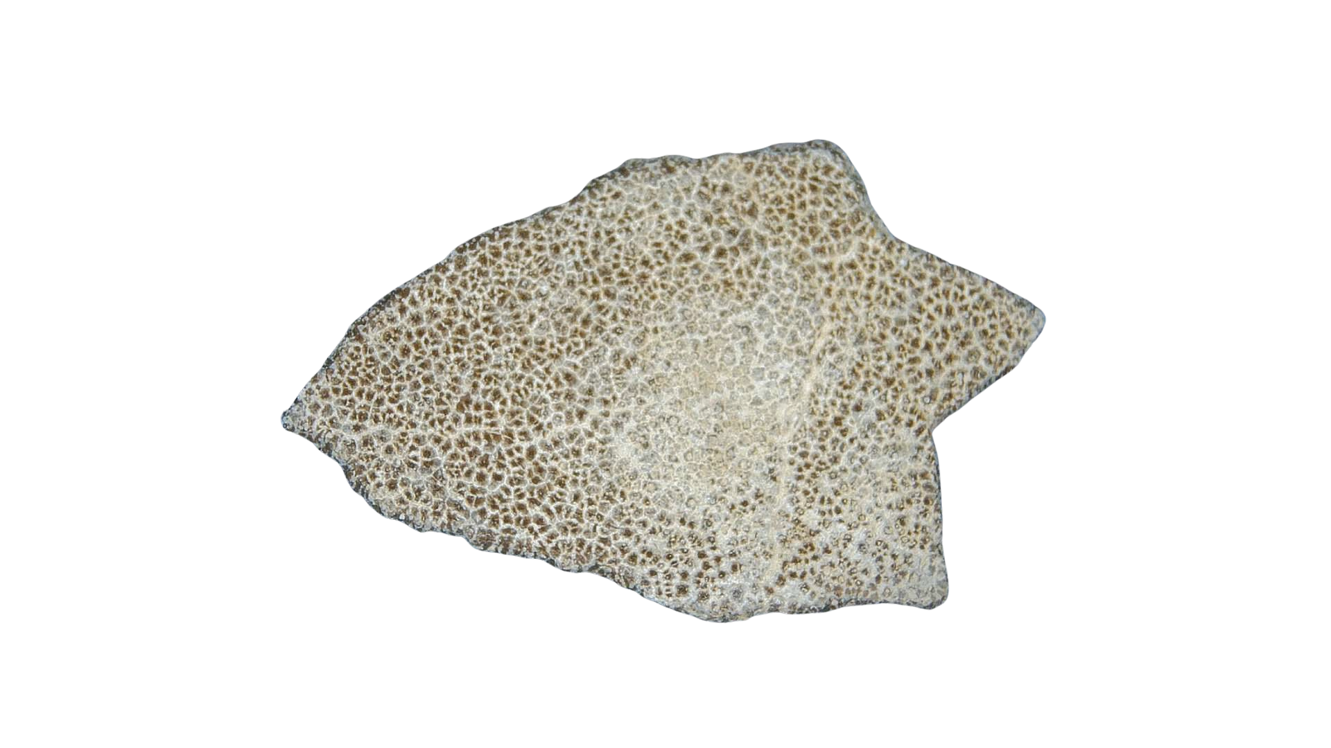 France Cretaceous Titanosaur Dinosaur Egg Shell 9a | Fossils for Sale