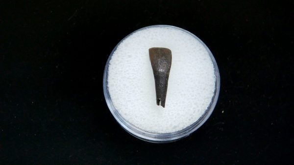 France Eocene Plagiolophus minor Mammal Tooth 1 | Fossils for Sale