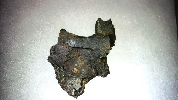 France Eocene Plagiolophus minor Mammal Tooth 10 | Fossils for Sale