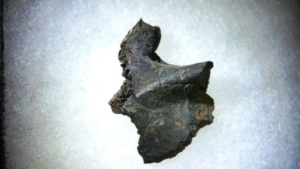 France Eocene Plagiolophus minor Mammal Tooth 10a | Fossils for Sale