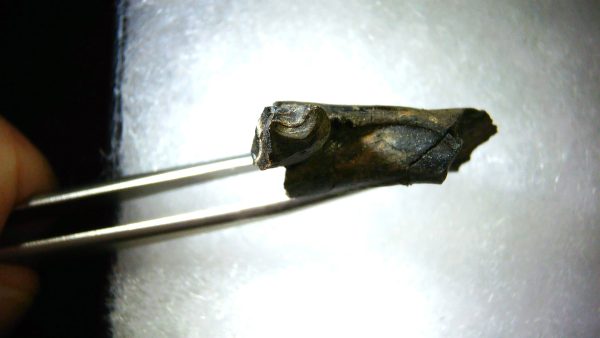 France Eocene Plagiolophus minor Mammal Tooth 10b | Fossils for Sale