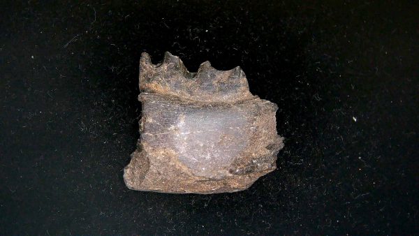 France Eocene Plagiolophus minor Mammal Tooth 11 | Fossils for Sale