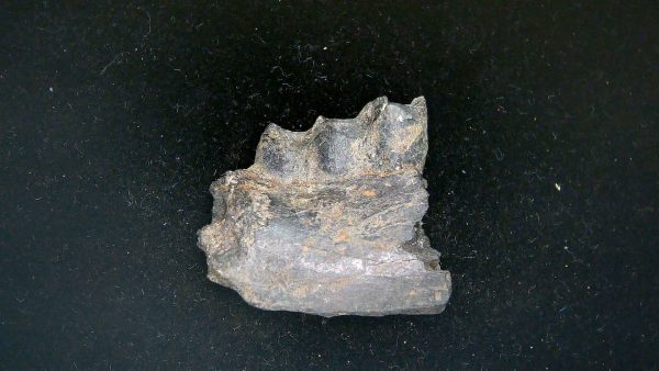France Eocene Plagiolophus minor Mammal Tooth 11a | Fossils for Sale