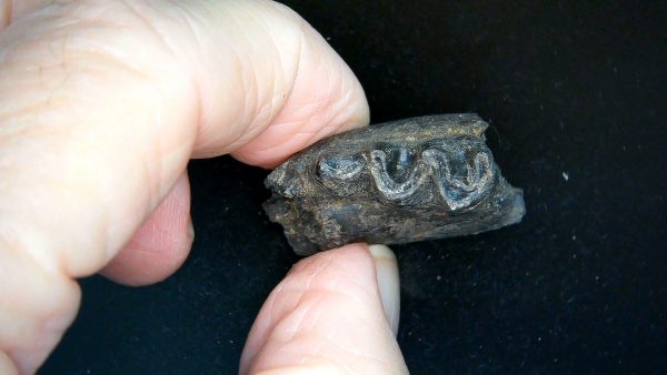 France Eocene Plagiolophus minor Mammal Tooth 11b | Fossils for Sale