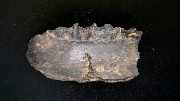 France Eocene Plagiolophus minor Mammal Tooth 12 | Fossils for Sale